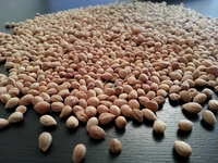 Vişne Çekirdeği Özellikleri ve Faydaları Nelerdir?