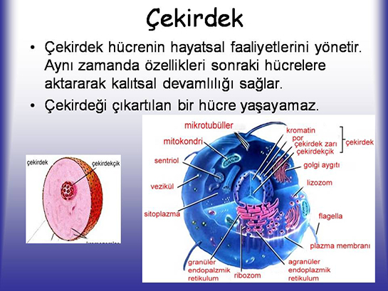 Çekirdeğin Görevleri Yapısı ve Özellikleri