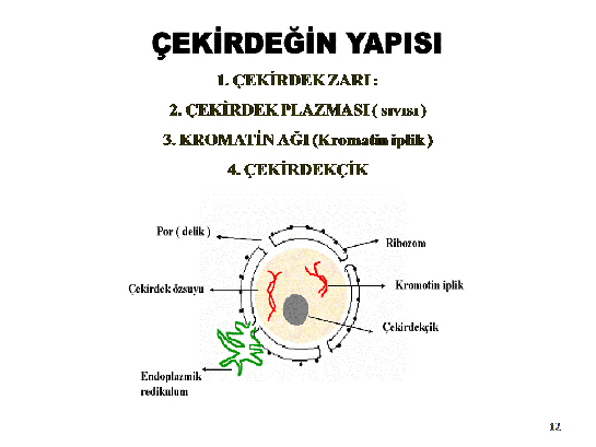 Çekirdeğin Yapısı Türleri ve Özellikleri