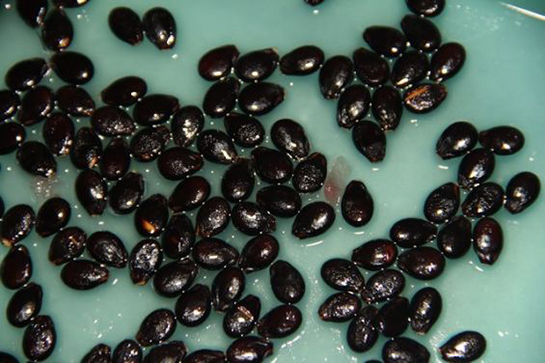 Karpuz Çekirdeğinin Faydaları Nelerdir?