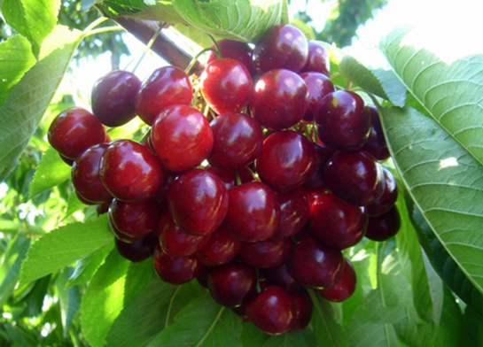 Kiraz Çekirdeği Yutmanın Faydaları Nedir?