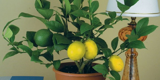 Limon Çekirdeği Çimlendirme Nasıl Yapılır?